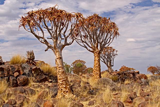 023 Quiver Tree forest, kokerbomen.JPG